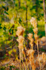 Obraz premium Winter landscape of Flatwoods Flatwoods Conservation Park in Tampa Florida 