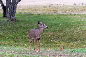 White-tailed Doe Deer In An Urban Field In Fall In Wisconsin