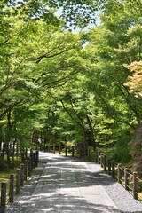 Fototapeta premium 永観堂の参道