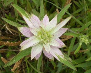 Monarda punctata | Spotted Horsemint | Spotted Beebalm | Native North American Prairie Wildflower