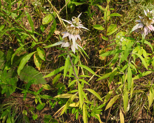 Monarda punctata | Spotted Horsemint | Spotted Beebalm | Native North American Prairie Wildflower