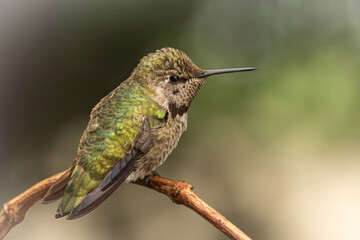 Anna's Hummingbird 3