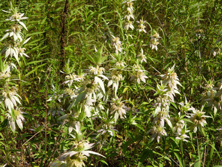 Monarda punctata | Spotted Horsemint | Spotted Beebalm | Native North American Prairie Wildflower