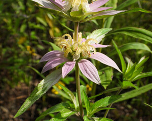 Monarda punctata | Spotted Horsemint | Spotted Beebalm | Native North American Prairie Wildflower