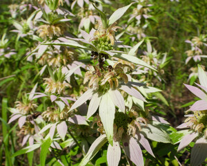 Monarda punctata | Spotted Horsemint | Spotted Beebalm | Native North American Prairie Wildflower