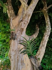 Platanus Occidentalis. Platanos degrande sfolhas e muito linda para sombra linda e exotica