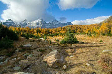 Larch season fall in canadian rockies close Morain lake