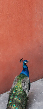 PAVO REAL 