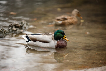 Mallard ducks swimming in a serene pond during autumn