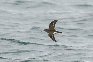 sand piper in flight