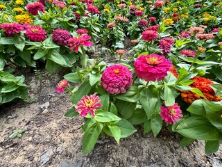 Pink elegant zinnia flowers in the garden. Close-up. Zinnia elegans (Z. violacea) known as youth andage. Double pink flowers of the Zinnia Oklahoma. An ornamental plant of the Asteraceae family.
