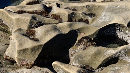 Life in the Intertidal Zone