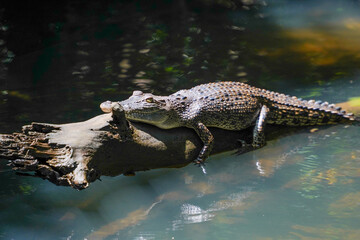 crocodile in the water lying on a fallen tree
