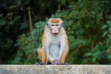 macaque on the rock in sri lanka