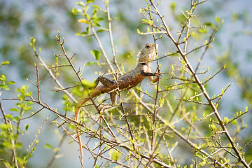 lizard chilling on a branch in sri lanka