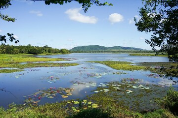 beautiful landscape with a lake, trees, waterplants and water lilies in sri lanka, asia
