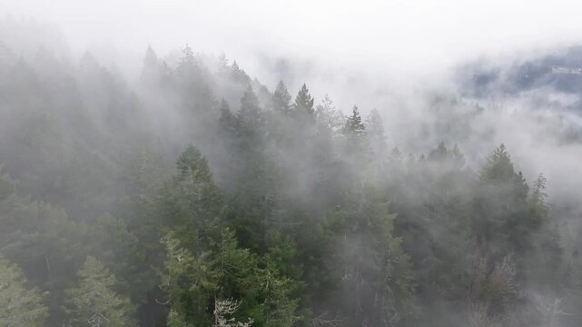 Aerial flight over a misty and foggy forest