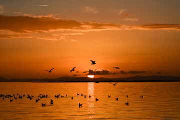 Sunset on a sea. Seagulls flying and swimming on the sea, silhouette	