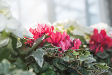 close-up of ivy leaves and mini cyclamens on a bright defocused window background
