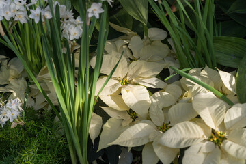 Fototapeta premium delicate sunlight (and strobe) falls on creamy white poinsettia bracts and Narcissus papyraceus (paperwhites)