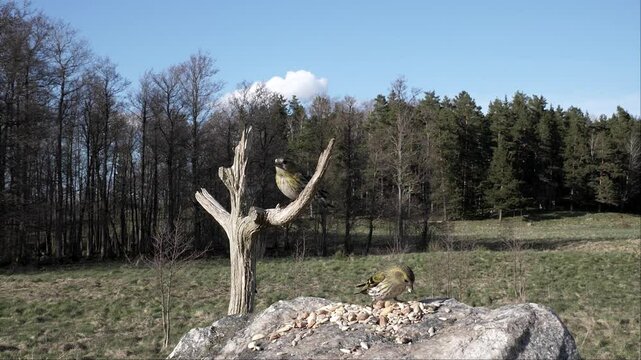 Blue tits land on a branch, take some food, and leave.