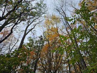 Autumn in the forest