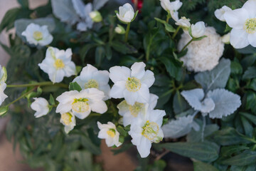 close-up of white hellebores in a seasonal display arrangement