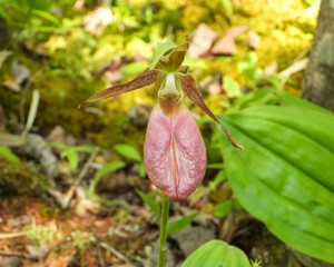 Cypripedium acaule | Pink Lady's Slipper Orchid Flower | Native North American Orchid Wildflower