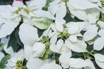 abstract pure white poinsettia plants close-up