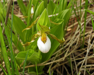 Cypripedium candidum | Small White Lady's-slipper | White Moccasin-flower | Native North American Orchid Wildflower