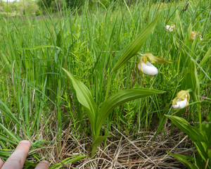 Cypripedium candidum | Small White Lady's-slipper | White Moccasin-flower | Native North American...