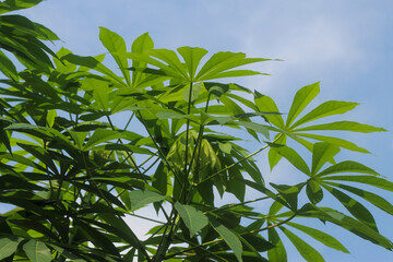cassava tree with bright blue sky in the daytime