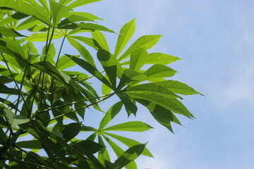 cassava tree with bright blue sky in the daytime