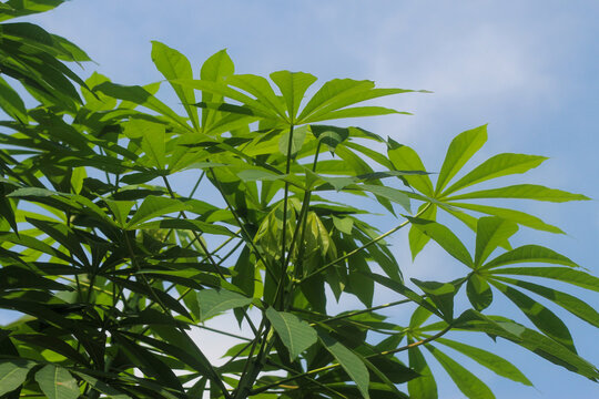cassava tree with bright blue sky in the daytime