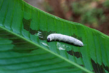 close up Banana leaf roller caterpillar. Erionota thrax