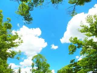 Fototapeta premium 初夏の公園の欅とユリノキと夏の雲