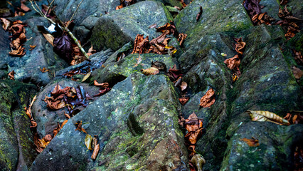 Moss-covered Rocks with Fallen Leaves