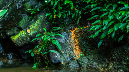 Moss-Covered Rocks with a Small Waterfall