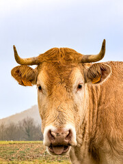 The cow&rsquo;s tongue 