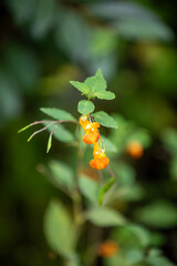 These are spotted touch-me-nots (impatiens capensis, orange jewelweed, common jewelweed, spotted jewelweed, jewelweed, orange balsam) growing alongside a hiking trail in Ontario.
