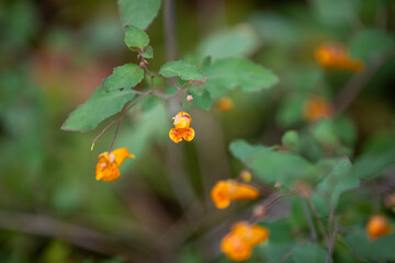 These are spotted touch-me-nots (impatiens capensis, orange jewelweed, common jewelweed, spotted jewelweed, jewelweed, orange balsam) growing alongside a hiking trail in Ontario.
