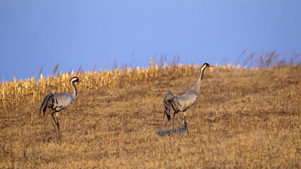 A pair of cranes on the spring field in beautiful sunset light. Common crane or Eurasian crane (Grus grus).