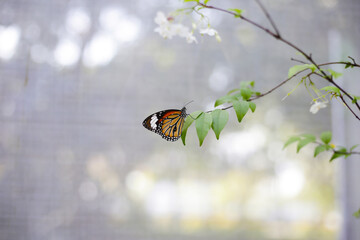 A beautiful butterfly in the garden