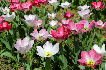 Beautiful tulip flower garden. The Expo 70 Commemorative Park, Osaka, Japan