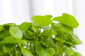 Centella asiatica (gotu kola). Fresh green leaves herb background.