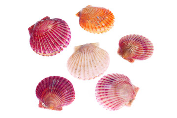 Scallops isolated on a white background