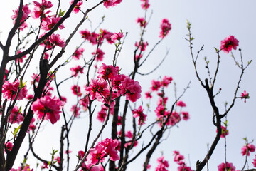 Branches of sakura flowers, cherry blossom