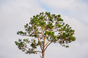 Winter colorful tree, foliage, and landscape in Florida
