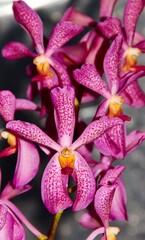 Naklejka premium Lovely Pink Spotted Mokara Orchid Hybrid in Bloom.