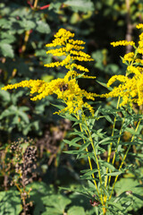 Bumble Bee Pollinating Goldenrod Flowers in Summer.